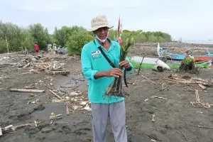 Selamatkan Pesisir Semarang dari Abrasi dengan Menanam Mangrove