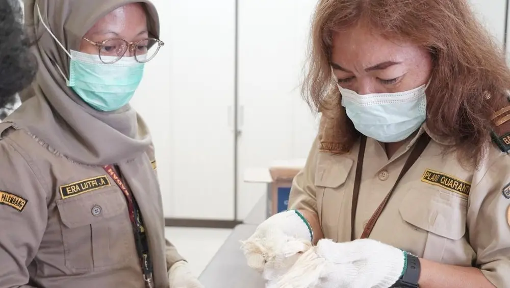 Serat Nanas Prabumulih Tembus Pasar Spanyol