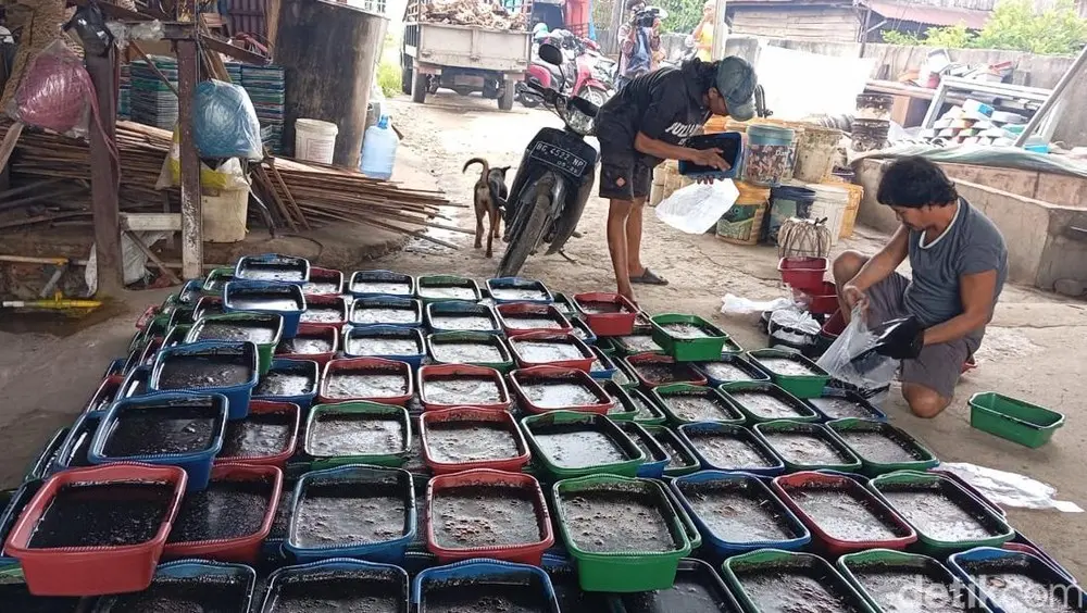 Ramadan Tingkatkan Produksi Cincau Hitam di Palembang