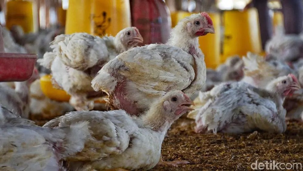 Kementan Beri Peringatan Keras Peternak Nakal yang Jual Ayam di Bawah Rp 18 Ribu