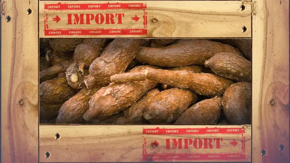 Impor Singkong dan Tapioka Terancam Pajak Demi Lindungi Petani