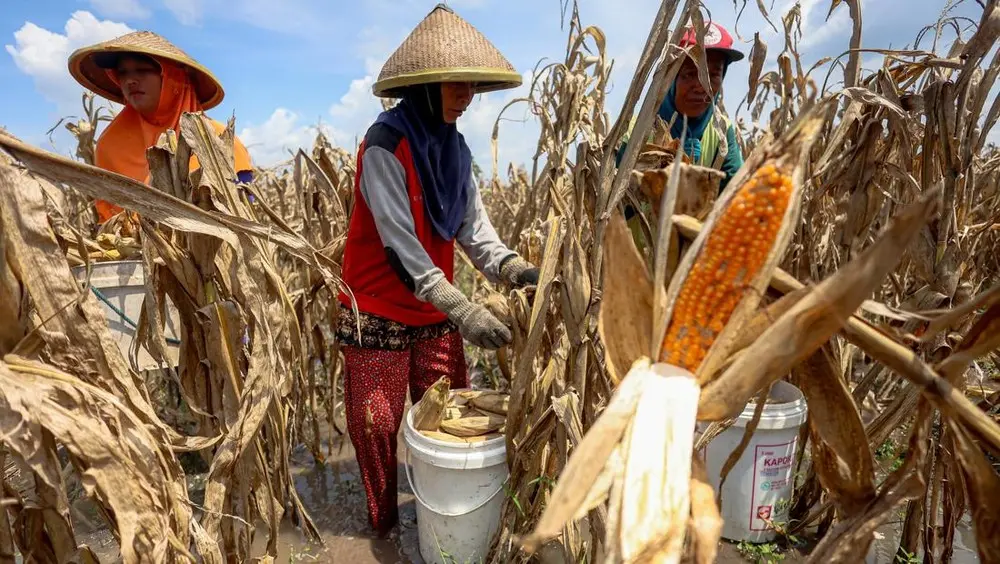 Petani Nganjuk Terpaksa Panen Dini Jagung Akibat Cuaca Buruk