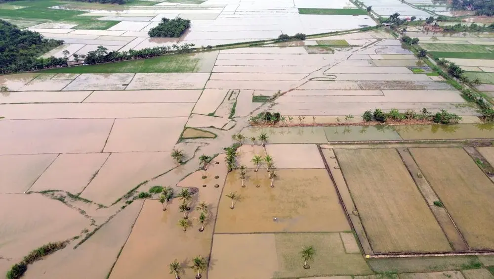 Pulihkan Sawah Terdampak Banjir, Pemerintah Kucurkan Ratusan Miliar Rupiah