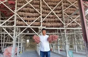 Dari Ladang ke Meja Makan, BI Kawal Harga Pangan dari Hulu ke Hilir