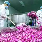 Kuncup Mawar Gansu Jadi Emas Baru