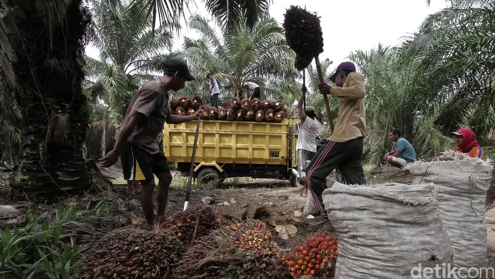 GAPKI: Implementasi B50 Ancam Industri Sawit Nasional