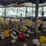 Peternak Menjerit Harga Ayam Anjlok Parah Kementan Buka Suara