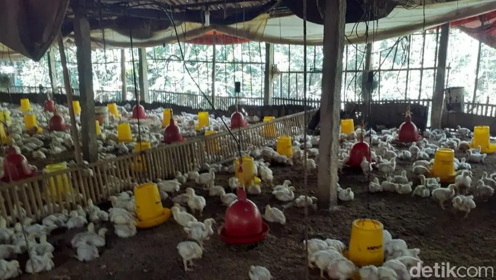 Peternak Menjerit Harga Ayam Anjlok Parah Kementan Buka Suara