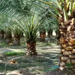 Geger Kebun Sawit Negara Dijarah Miliaran Rupiah