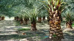 Geger Kebun Sawit Negara Dijarah Miliaran Rupiah