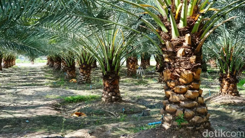 Geger Kebun Sawit Negara Dijarah Miliaran Rupiah