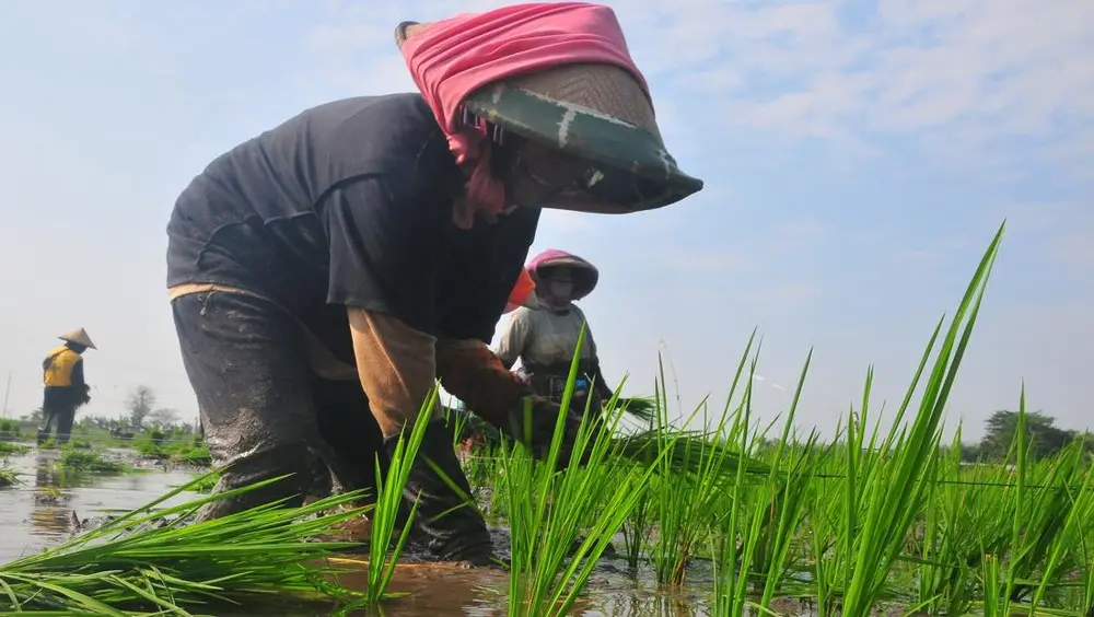 Pendapatan Petani Indonesia Masih Rendah, Kementan Ungkap Angka Rp 3,7 Juta Per Bulan