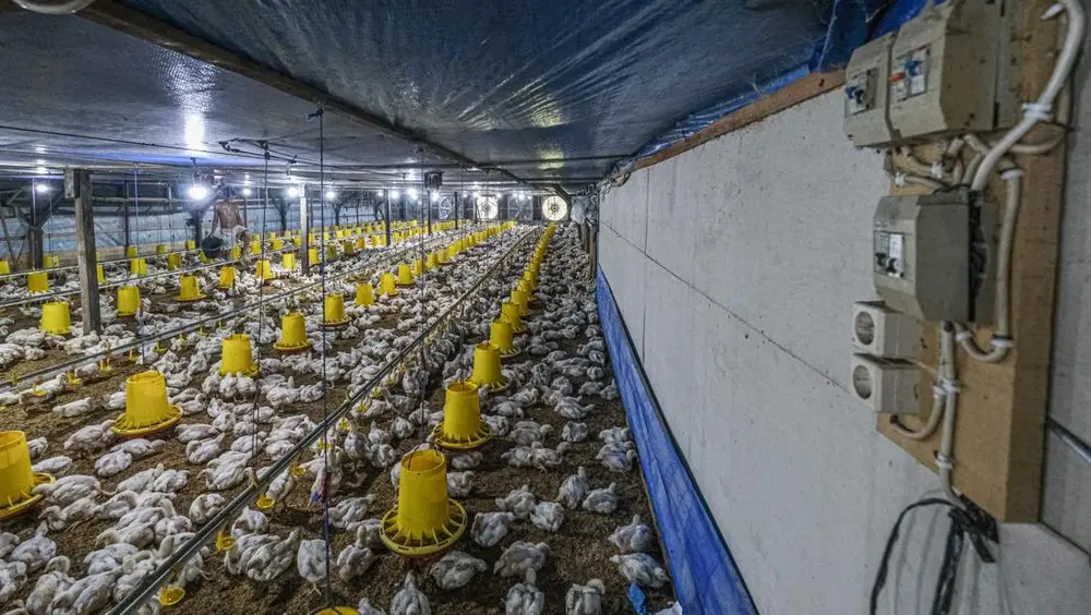 Harga Ayam Terjun Bebas Peternak Menjerit