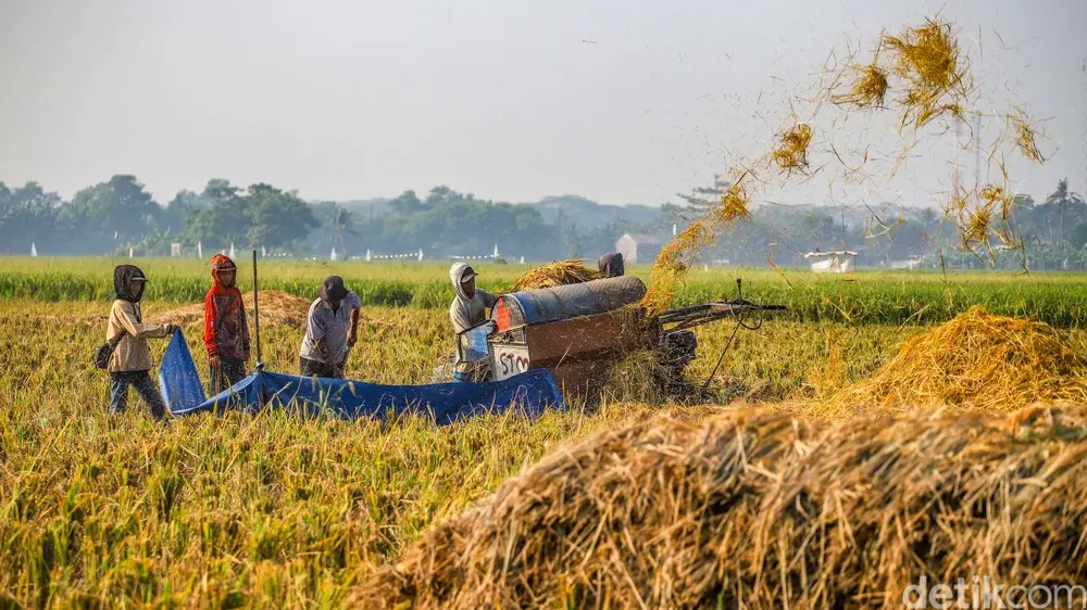 Rupiah Melemah Petani Bekasi Tetap Berjuang