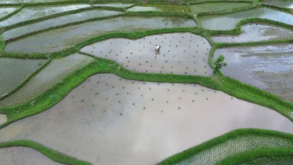 Tanah Datar Pacu Produksi Padi dengan Optimasi Lahan Sawah