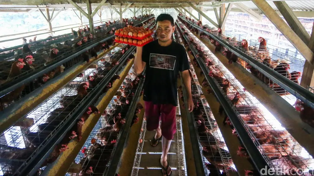 Peternak Menjerit Harga Telur Anjlok Pakan Mahal
