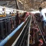 Mega Proyek Ayam Rp 5 T Siap Guncang Ekonomi