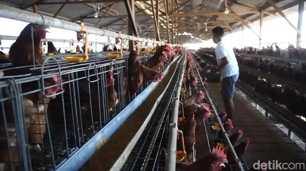 Mega Proyek Ayam Rp 5 T Siap Guncang Ekonomi