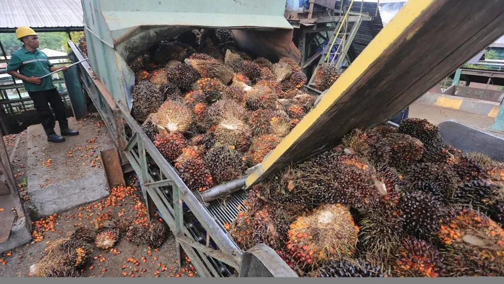 Sawit RI Terancam Tarif AS Pemerintah Bergerak