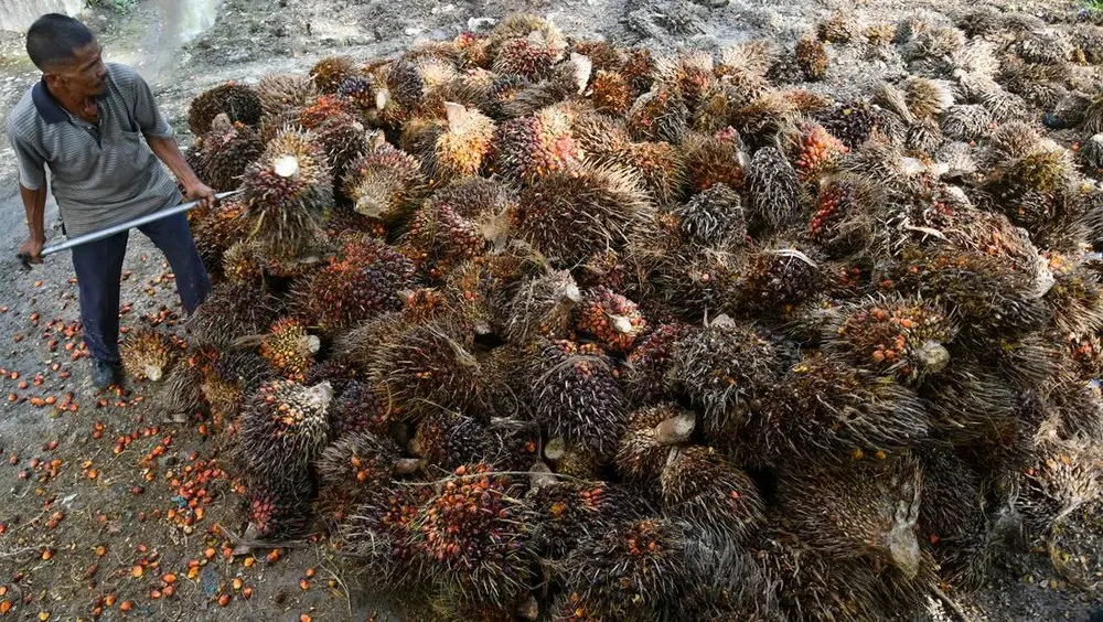 Terbongkar Koperasi Kuasai Sawit Hingga Dapur