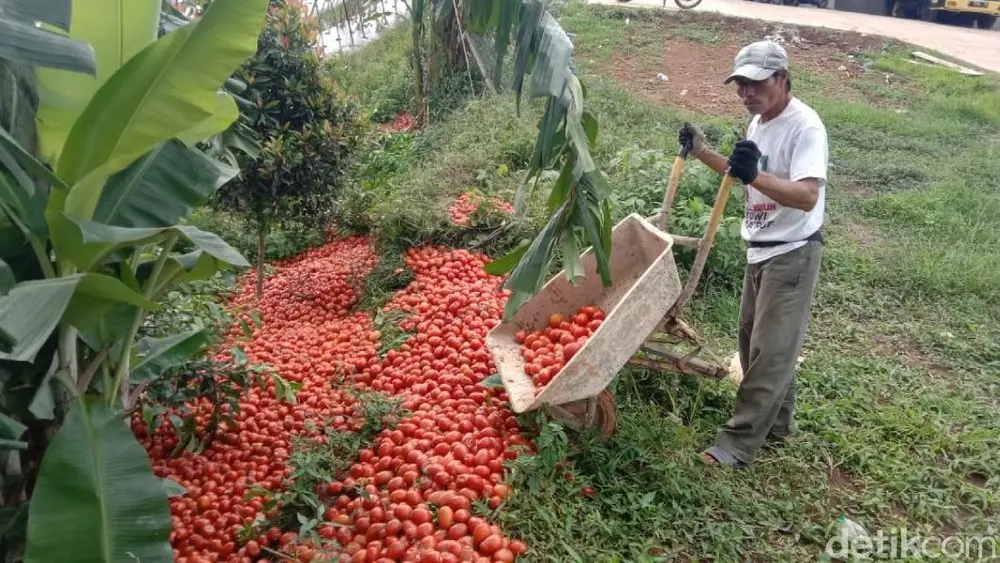 Harga Tomat Anjlok Pemerintah Gerak Cepat