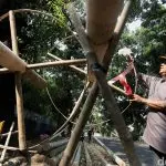 Jelang 17an Pinang Jadi Rebutan Harga Fantastis
