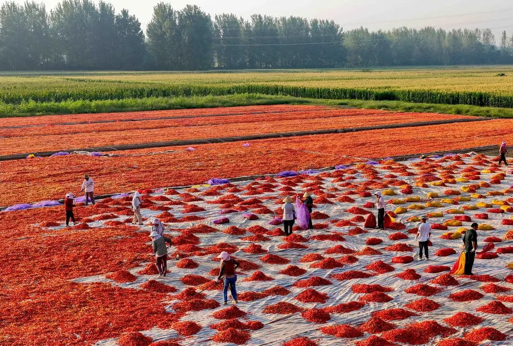 Laut Merah Cabai China Bikin Mata Terpana