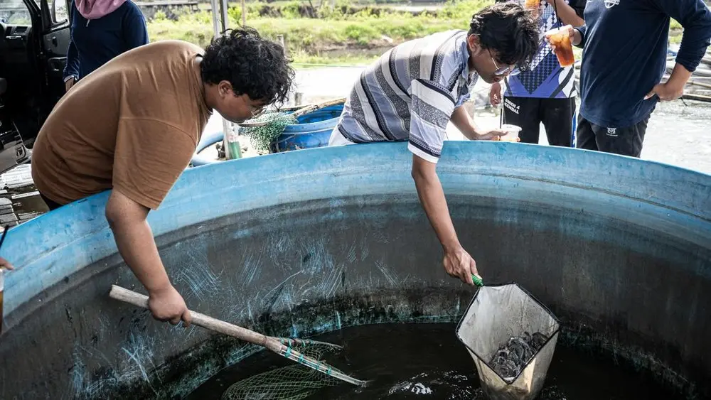 Terobosan Udang Vaname Semarang Gegerkan Industri