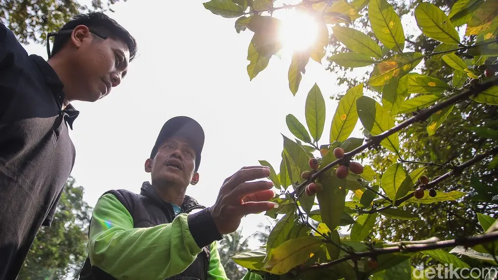Rahasia Hijau Jakarta Kebun Kopi di Tengah Kota