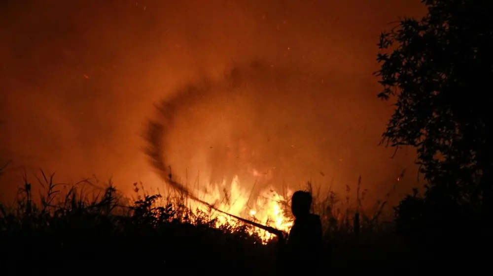 Geger Menhut Larang Keras Sawit di Lahan Hangus