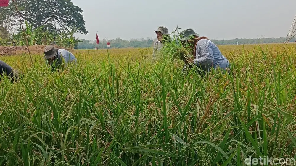 Panen Padi Indramayu Melejit Luar Biasa