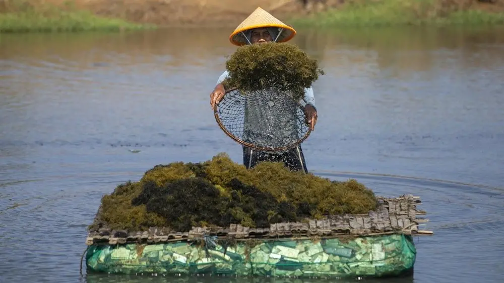 KKP Bongkar Strategi Untung Besar Rumput Laut