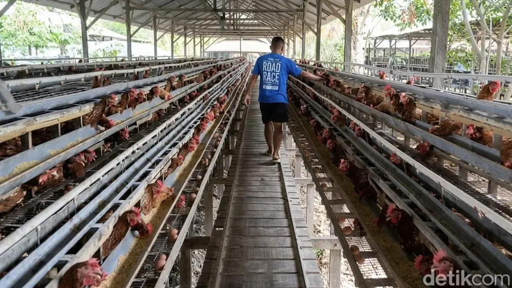 Proyek Raksasa Hilirisasi Ayam di Bone