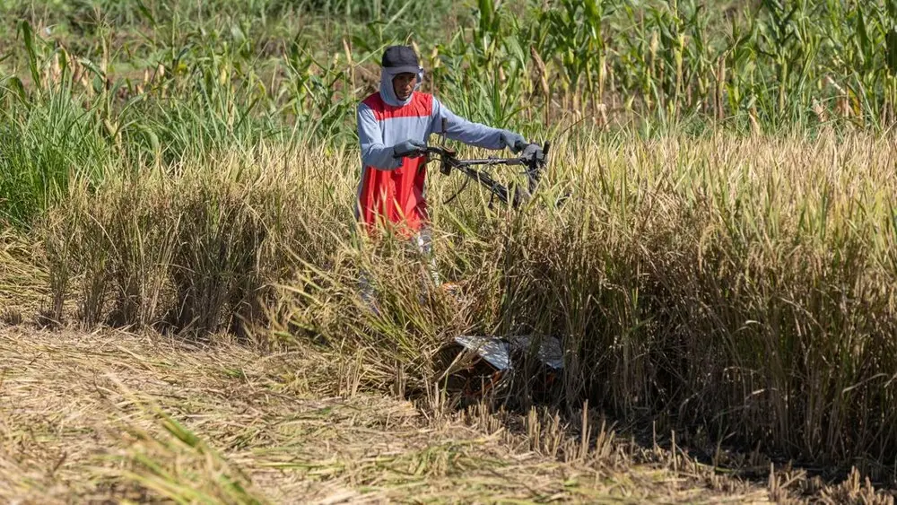 Petani Wonogiri Untung Besar Musim Kemarau
