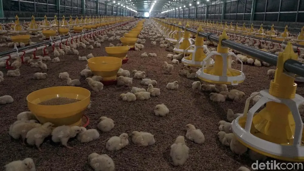 Peternak Ayam Terancam Bangkrut Akibat Harga Anjlok