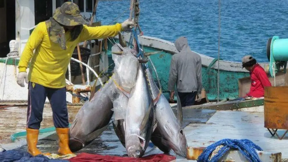 Kabar Gembira Kuota Tuna RI Melonjak Tajam