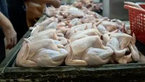 Harga Ayam Melambung Akibat Program MBG