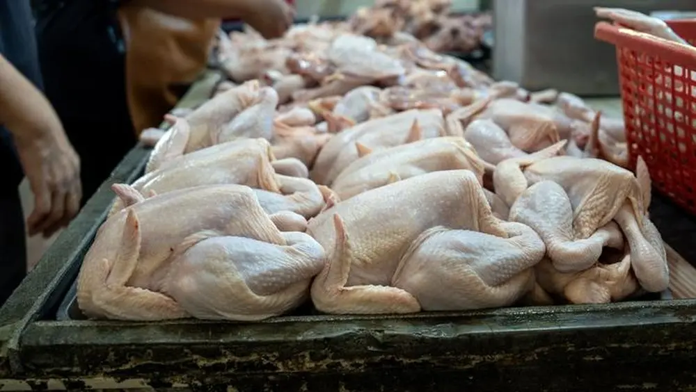 Harga Ayam Melambung Akibat Program MBG