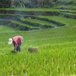 Kabar Gembira Petani Harga Pupuk Turun Drastis