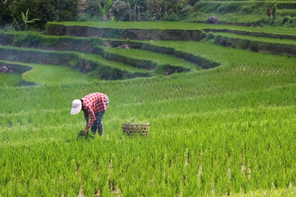 Kabar Gembira Petani Harga Pupuk Turun Drastis