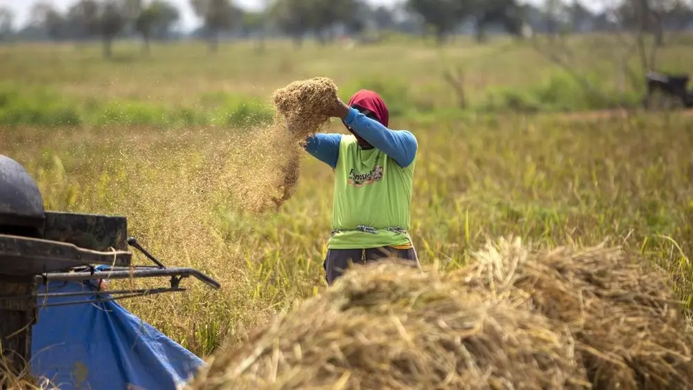 Produksi Beras 2026 Diprediksi Menurun Tajam