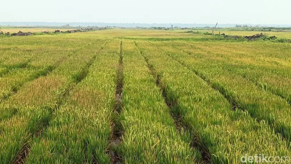 Ambisi Korea Garap Proyek Irigasi Merauke