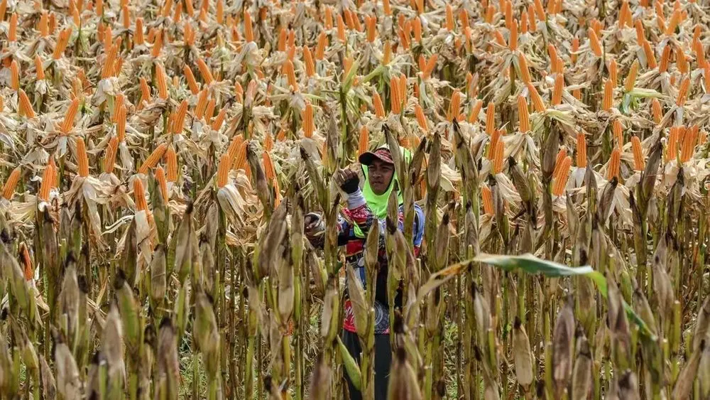 Strategi Baru Stabilkan Harga Jagung