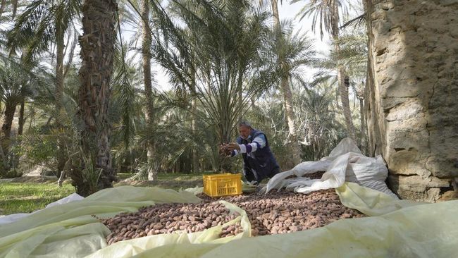 Pertanian dan Perikanan: Oasis di Tengah Gurun Tech Winter