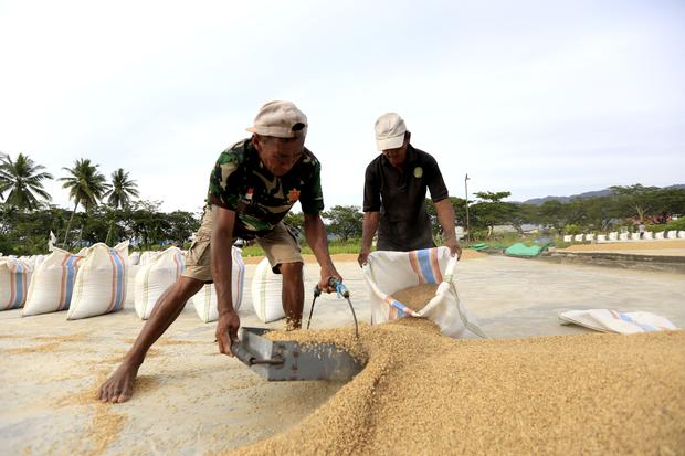 Swasembada Pangan: Pemerintah Siapkan Rp16,6 Triliun untuk Jaga Harga Gabah