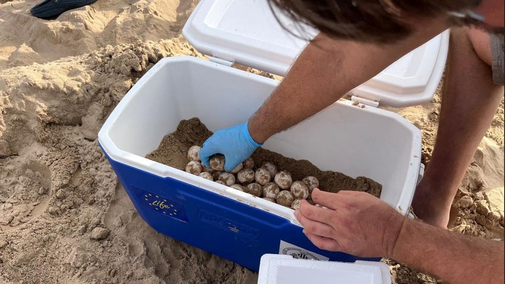 Ribuan Telur Penyu Tujuan Malaysia Digagalkan di Kalimantan Barat