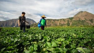 BRI Salurkan KUR Rp 83,88 Triliun, Fokus Sektor Pertanian