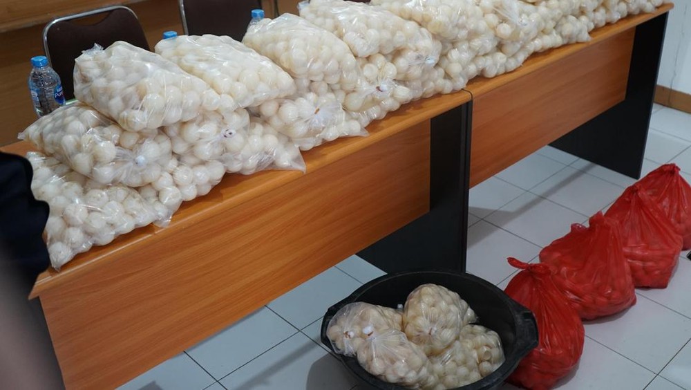 Ribuan Telur Penyu Ilegal Digagalkan di Kalimantan Barat