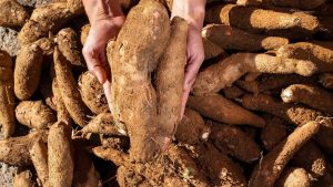 Pemerintah Tetapkan Harga Dasar Singkong Rp 1.350 per Kilogram untuk Lindungi Petani