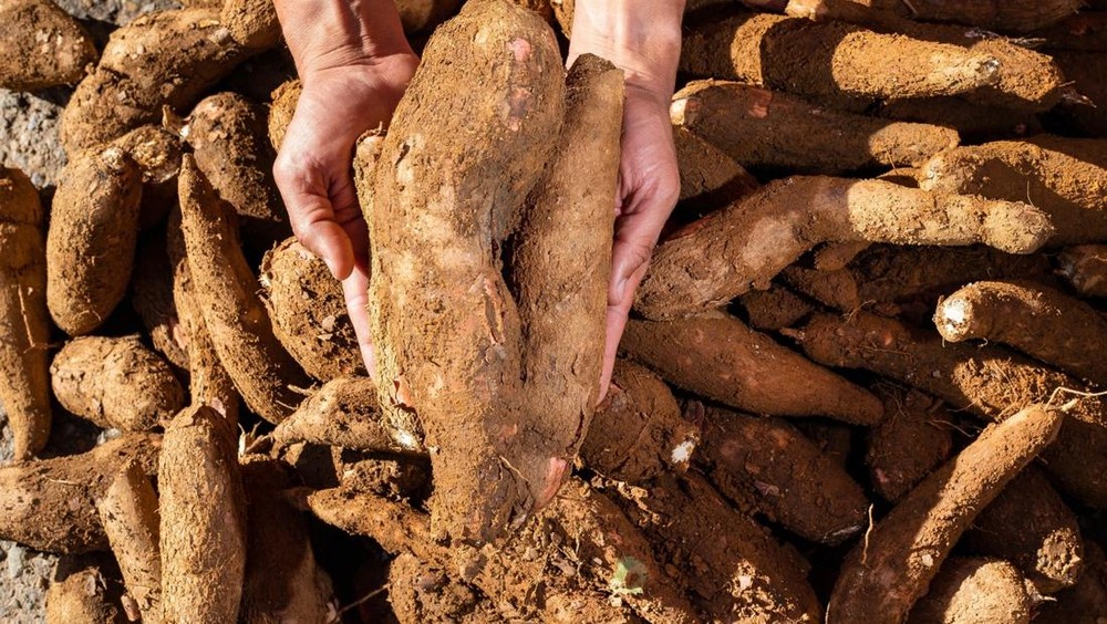 Pemerintah Tetapkan Harga Dasar Singkong Rp 1.350 per Kilogram untuk Lindungi Petani